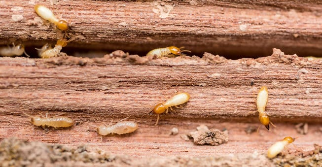 Termites (White Ants)