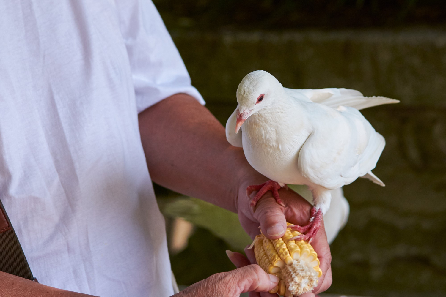 Birds & Pigeon Treatment